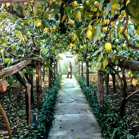 Вілла Limoneto Di Anna Майорі Екстер'єр фото
