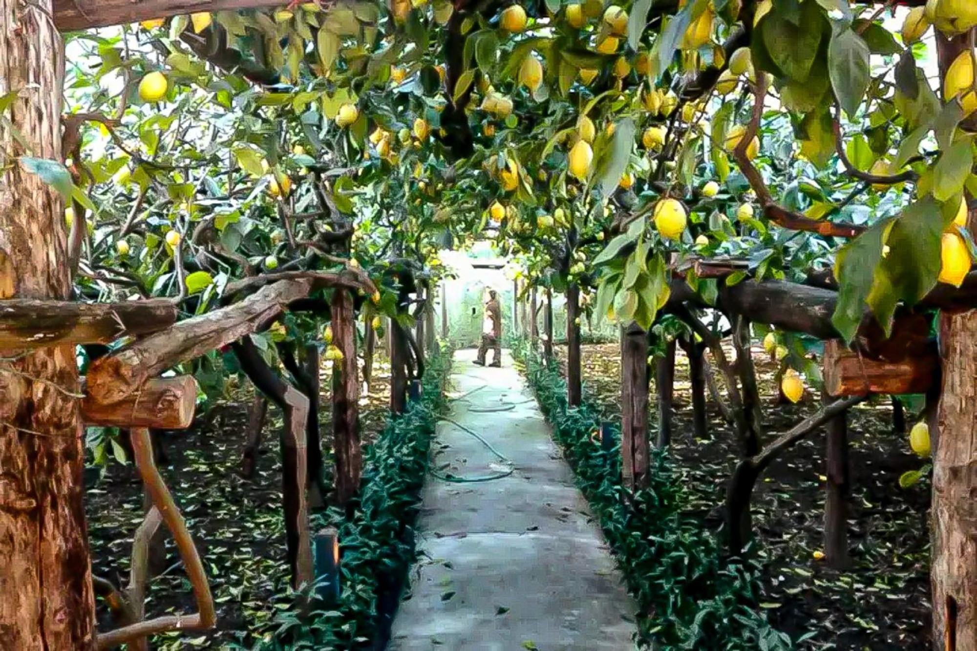 Вілла Limoneto Di Anna Майорі Екстер'єр фото
